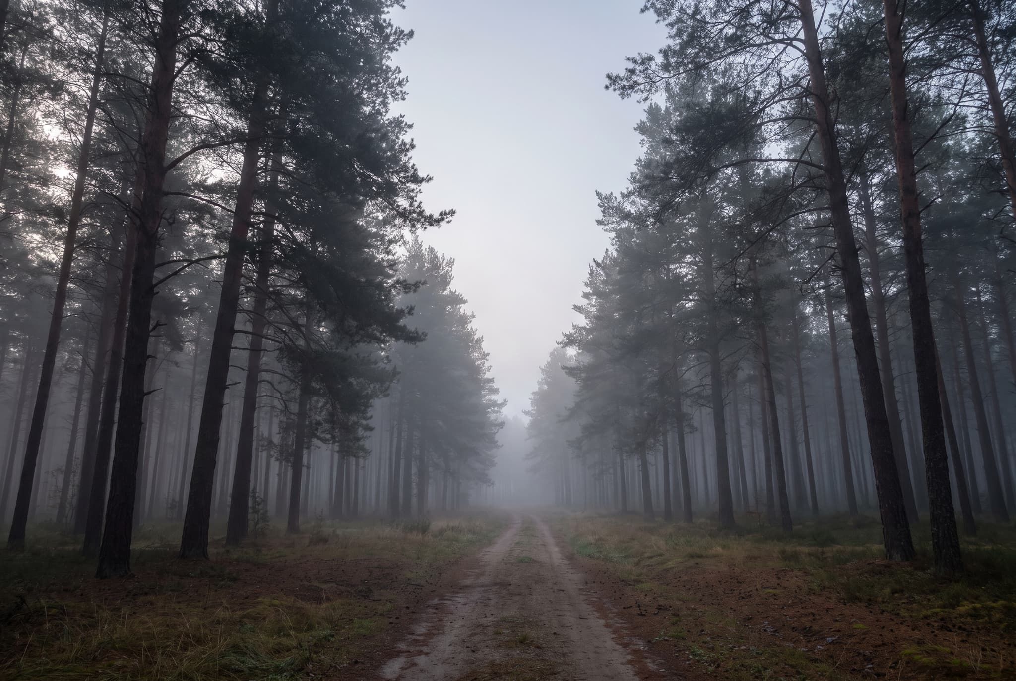 A narrow forest path leading through tall trees in morning mist