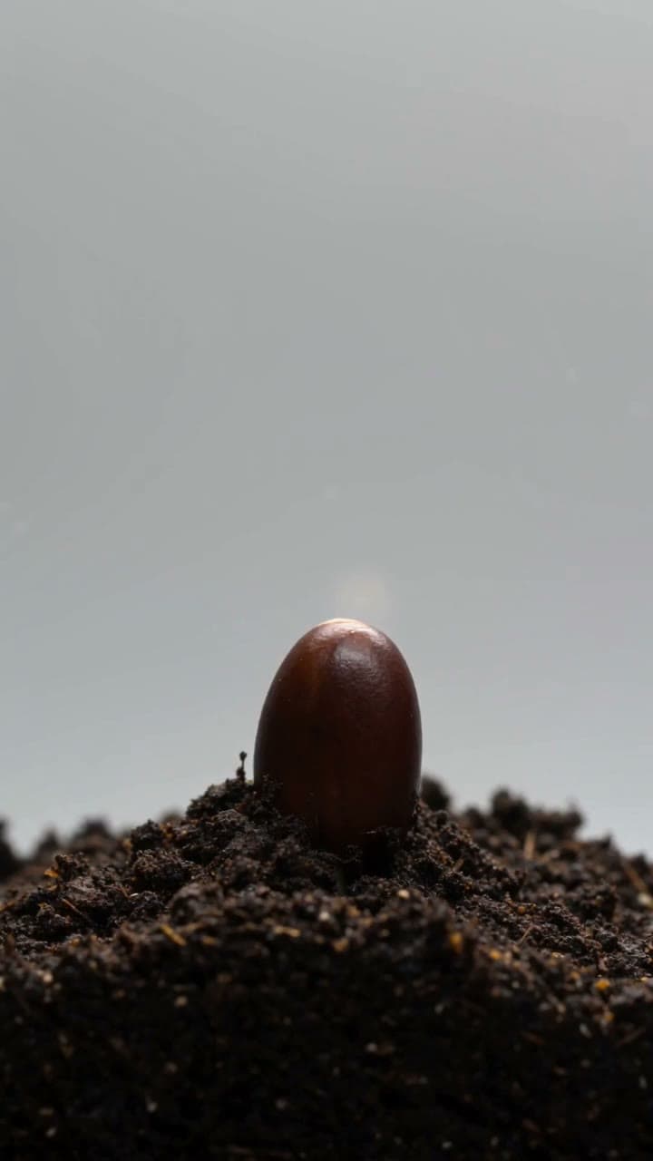 Vertical time-lapse video of a seed sprouting and unfurling into a seedling in dark soil