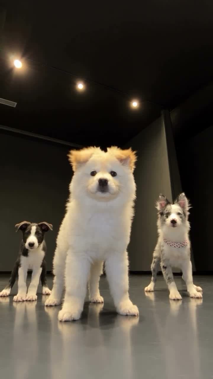 Dancing Pets AI Video