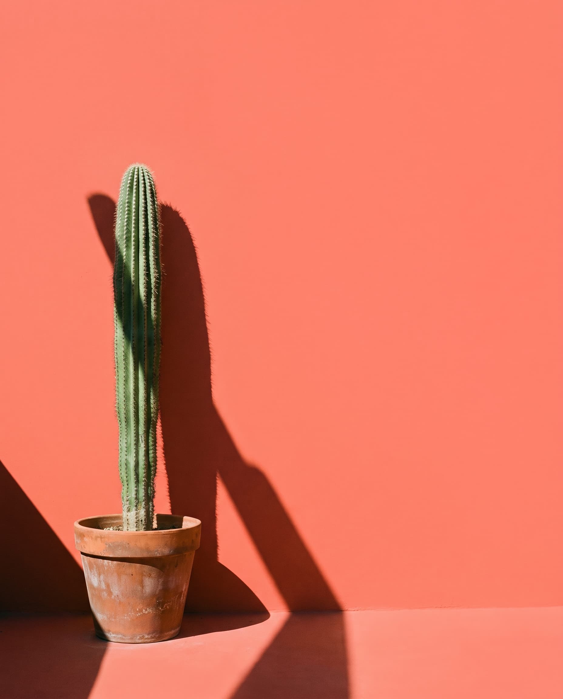 A single cactus in a terracotta pot casting a hard shadow on a flat coral wall